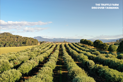 The Truffle Farm Tasmania